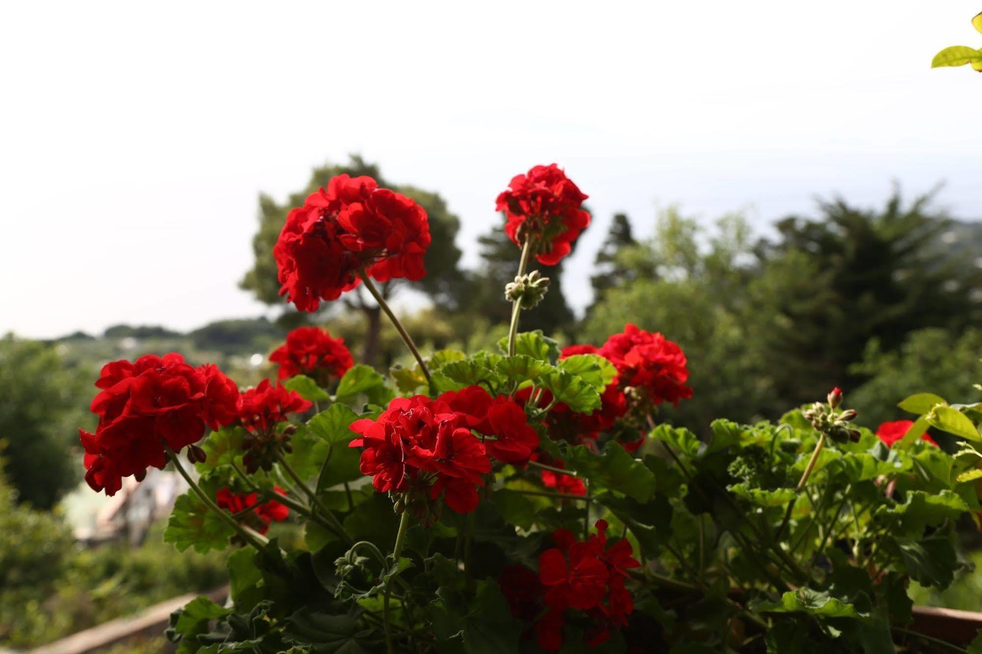 Le Ginestre Di Capri Bb & Holiday House Анакапри Экстерьер фото